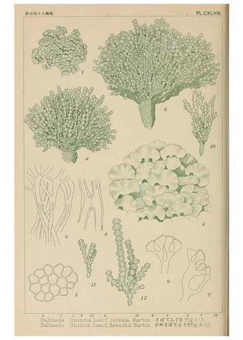Reproducción/Reproduction 8006328226: Icones of Japanese algae.. Tokyo,Kazamashobo[1907-1942]