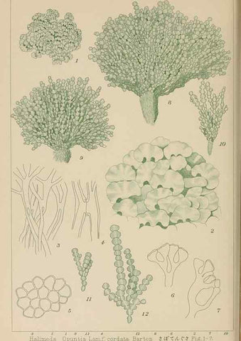 Reproducción/Reproduction 8006328226: Icones of Japanese algae.. Tokyo,Kazamashobo[1907-1942]