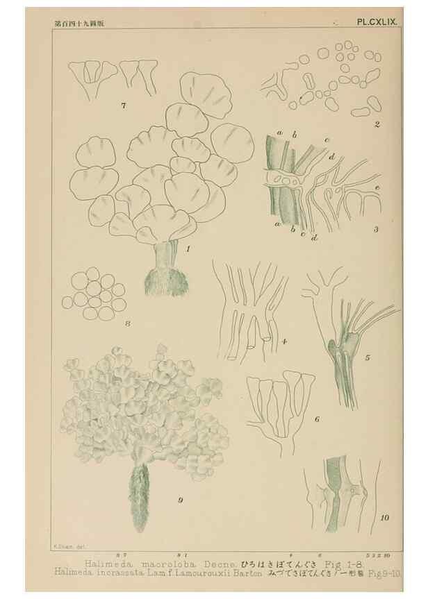 Reproducción/Reproduction 8006328786: Icones of Japanese algae.. Tokyo,Kazamashobo[1907-1942]