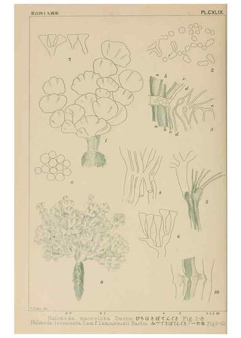 Reproducción/Reproduction 8006328786: Icones of Japanese algae.. Tokyo,Kazamashobo[1907-1942]