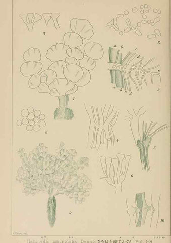 Reproducción/Reproduction 8006328786: Icones of Japanese algae.. Tokyo,Kazamashobo[1907-1942]