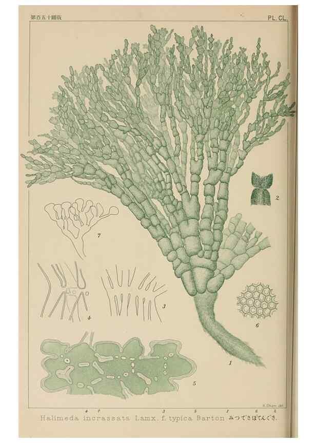 Reproducción/Reproduction 8006330636: Icones of Japanese algae.. Tokyo,Kazamashobo[1907-1942]