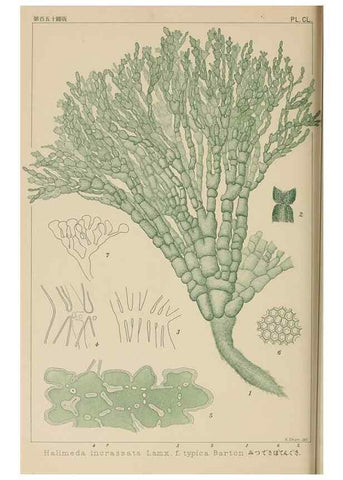 Reproducción/Reproduction 8006330636: Icones of Japanese algae.. Tokyo,Kazamashobo[1907-1942]
