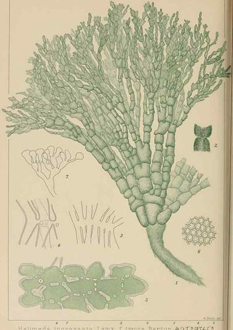 Reproducción/Reproduction 8006330636: Icones of Japanese algae.. Tokyo,Kazamashobo[1907-1942]