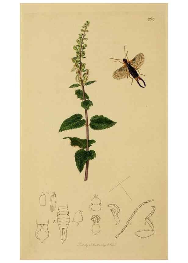 Reproducción/Reproduction 8044218325: British entomology;. London,Printed for the author,1823-40.
