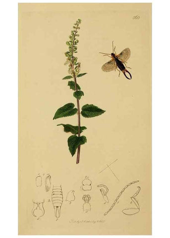 Reproducción/Reproduction 8044218325: British entomology;. London,Printed for the author,1823-40.