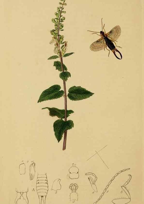 Reproducción/Reproduction 8044218325: British entomology;. London,Printed for the author,1823-40.