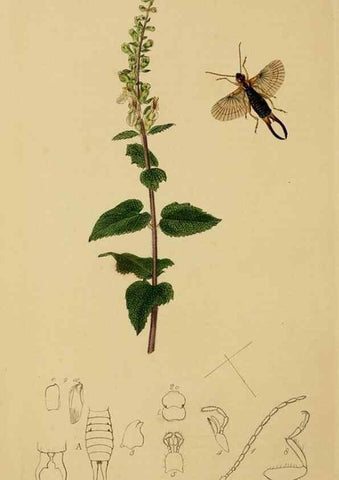 Reproducción/Reproduction 8044218325: British entomology;. London,Printed for the author,1823-40.