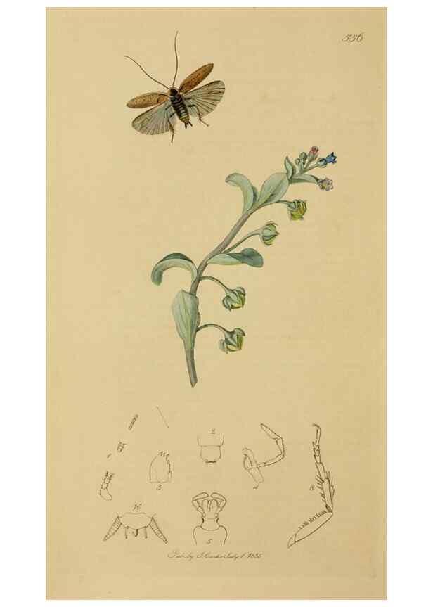 Reproducción/Reproduction 8044218987: British entomology;. London,Printed for the author,1823-40.