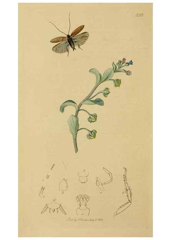 Reproducción/Reproduction 8044218987: British entomology;. London,Printed for the author,1823-40.