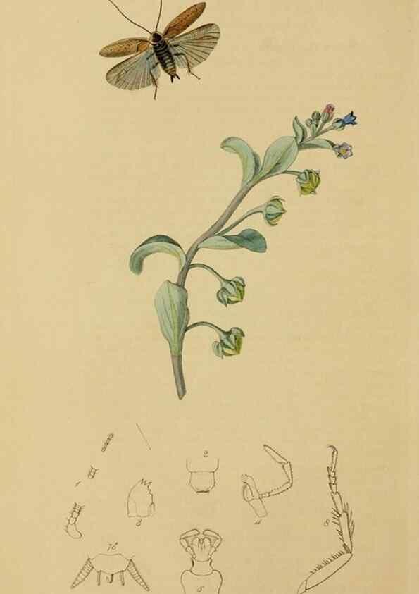 Reproducción/Reproduction 8044218987: British entomology;. London,Printed for the author,1823-40.