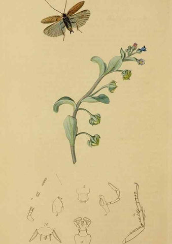 Reproducción/Reproduction 8044218987: British entomology;. London,Printed for the author,1823-40.