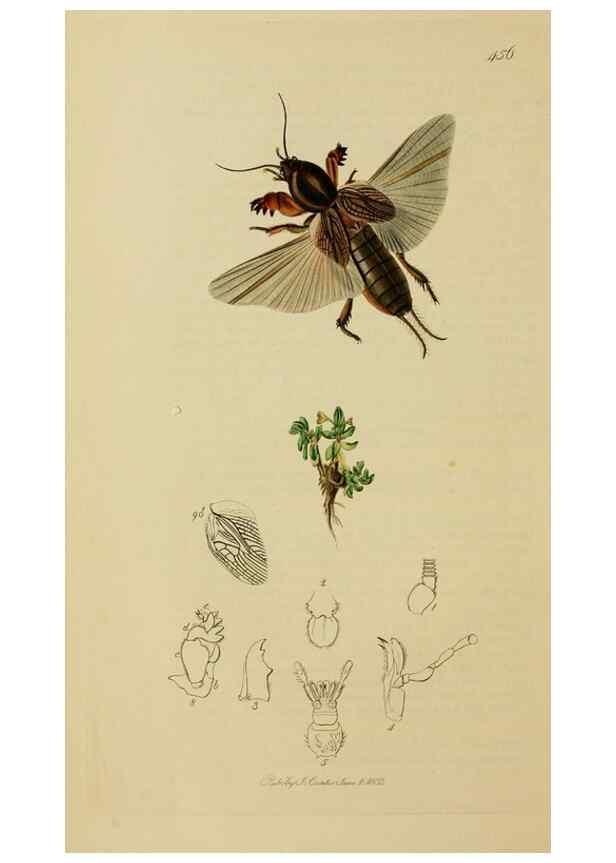 Reproducción/Reproduction 8044230114: British entomology;. London,Printed for the author,1823-40.
