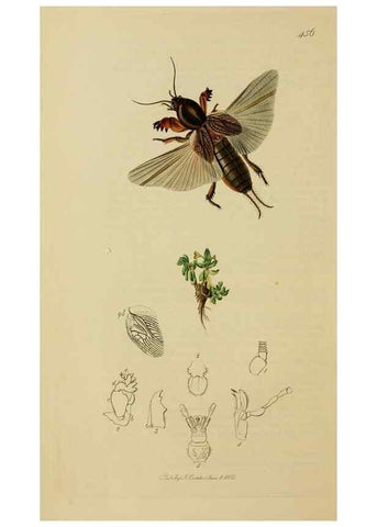 Reproducción/Reproduction 8044230114: British entomology;. London,Printed for the author,1823-40.