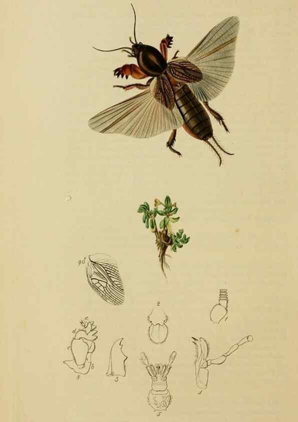 Reproducción/Reproduction 8044230114: British entomology;. London,Printed for the author,1823-40.