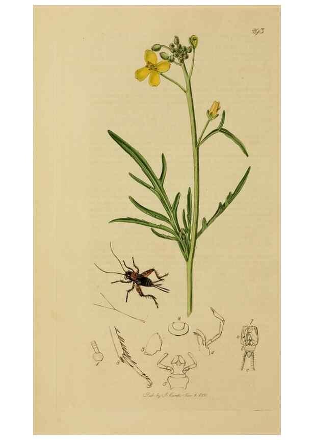 Reproducción/Reproduction 8044230710: British entomology;. London,Printed for the author,1823-40.