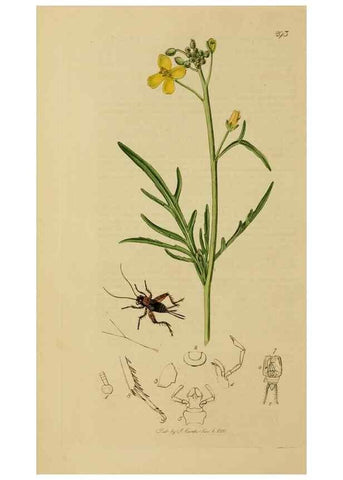 Reproducción/Reproduction 8044230710: British entomology;. London,Printed for the author,1823-40.