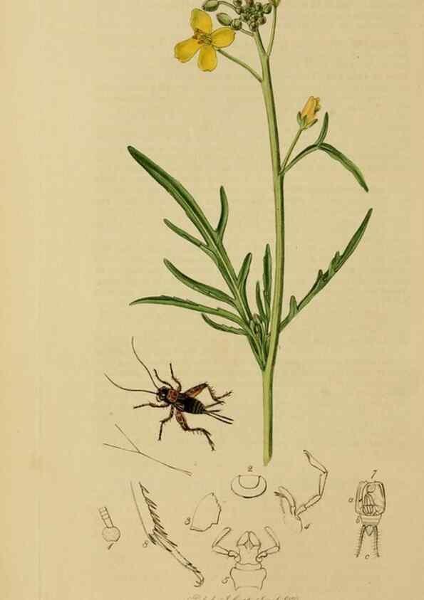 Reproducción/Reproduction 8044230710: British entomology;. London,Printed for the author,1823-40.