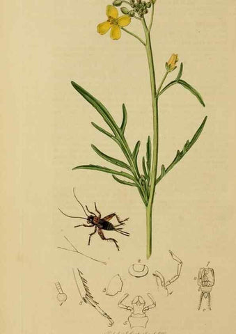 Reproducción/Reproduction 8044230710: British entomology;. London,Printed for the author,1823-40.