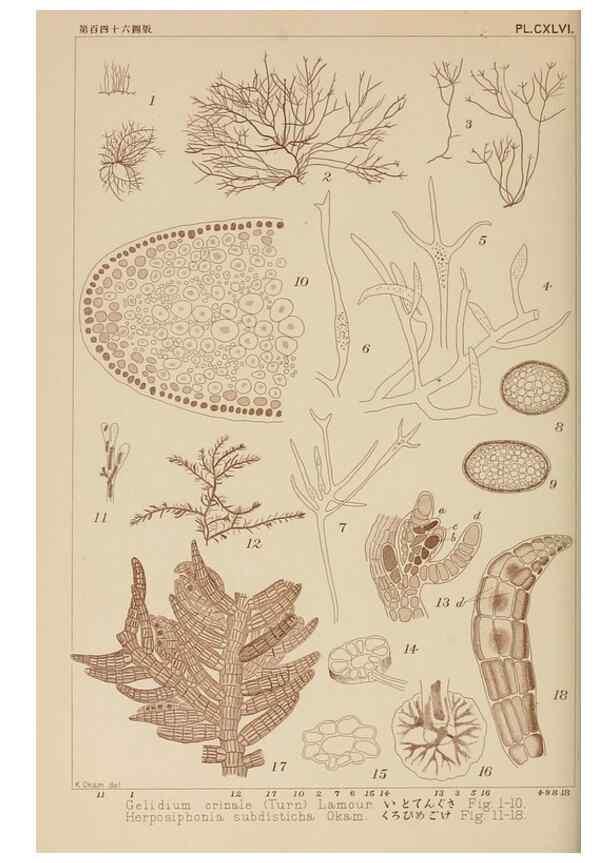 Reproducción/Reproduction 8006327134: Icones of Japanese algae.. Tokyo,Kazamashobo[1907-1942]