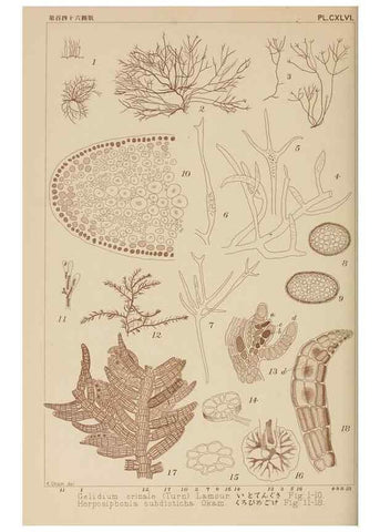 Reproducción/Reproduction 8006327134: Icones of Japanese algae.. Tokyo,Kazamashobo[1907-1942]