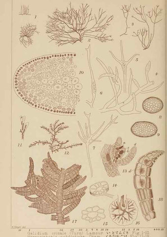 Reproducción/Reproduction 8006327134: Icones of Japanese algae.. Tokyo,Kazamashobo[1907-1942]
