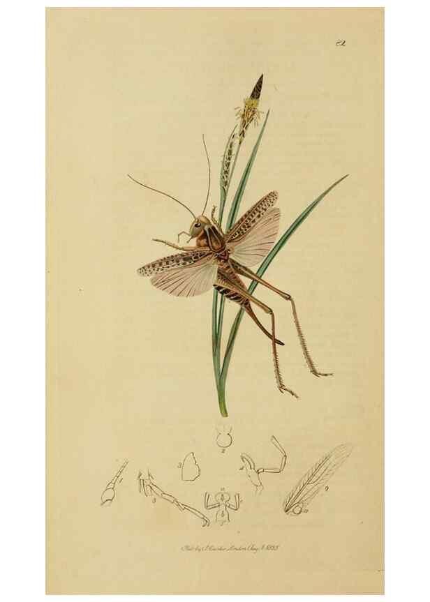 Reproducción/Reproduction 8044220873: British entomology;. London,Printed for the author,1823-40.