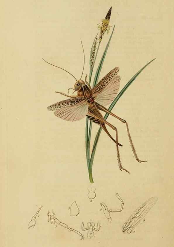 Reproducción/Reproduction 8044220873: British entomology;. London,Printed for the author,1823-40.