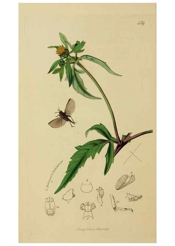 Reproducción/Reproduction 8044222085: British entomology;. London,Printed for the author,1823-40.
