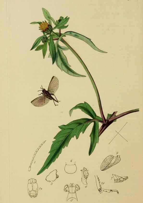 Reproducción/Reproduction 8044222085: British entomology;. London,Printed for the author,1823-40.