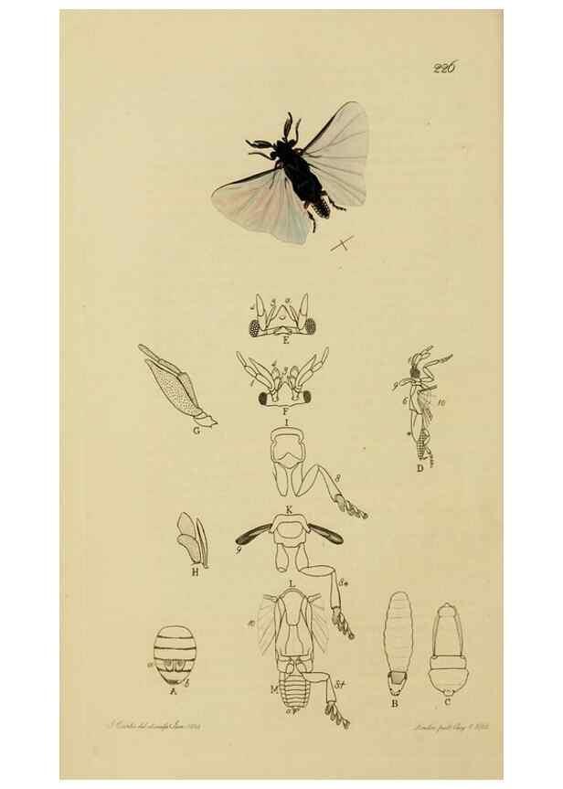 Reproducción/Reproduction 8044233158: British entomology;. London,Printed for the author,1823-40.