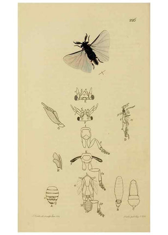 Reproducción/Reproduction 8044233158: British entomology;. London,Printed for the author,1823-40.
