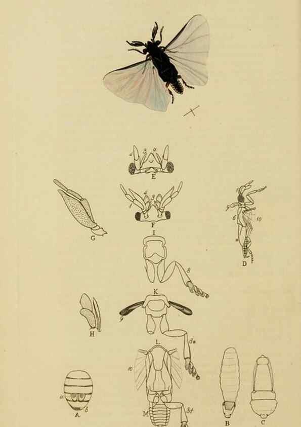 Reproducción/Reproduction 8044233158: British entomology;. London,Printed for the author,1823-40.