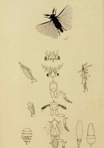 Reproducción/Reproduction 8044233158: British entomology;. London,Printed for the author,1823-40.