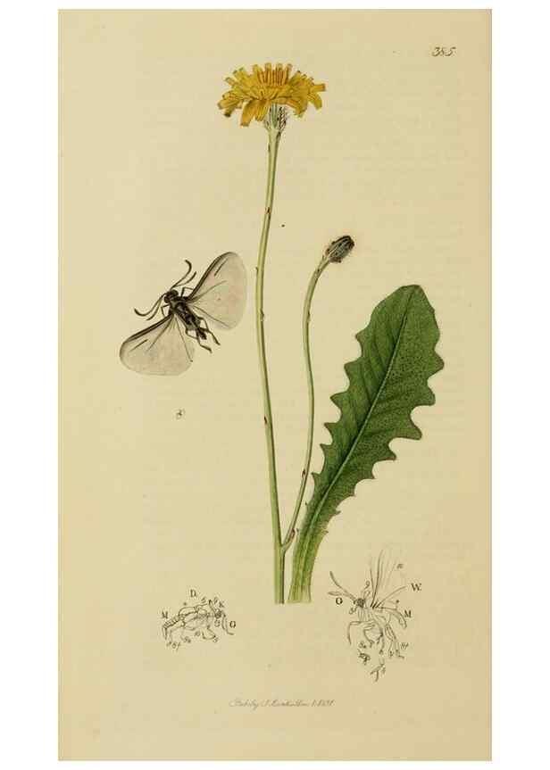 Reproducción/Reproduction 8044233740: British entomology;. London,Printed for the author,1823-40.
