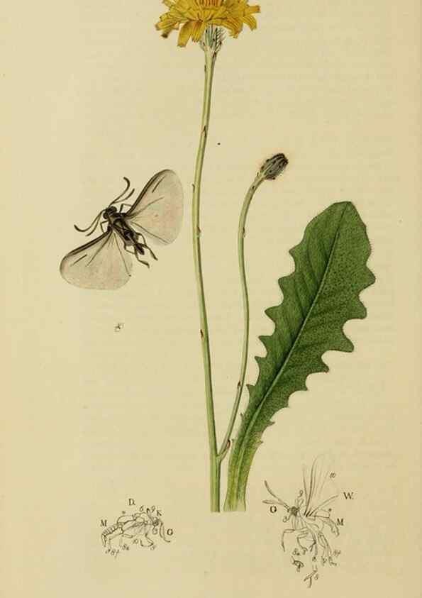 Reproducción/Reproduction 8044233740: British entomology;. London,Printed for the author,1823-40.