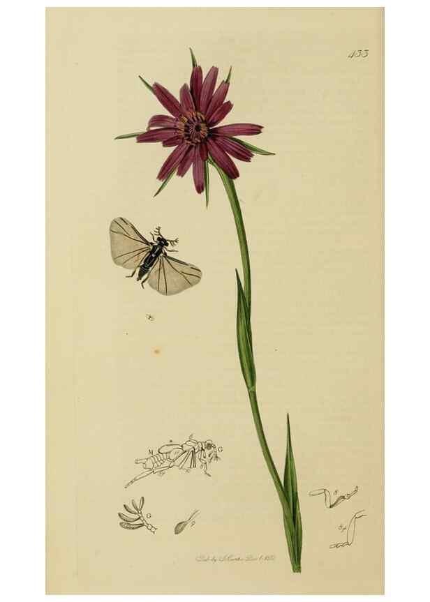 Reproducción/Reproduction 8044234278: British entomology;. London,Printed for the author,1823-40.