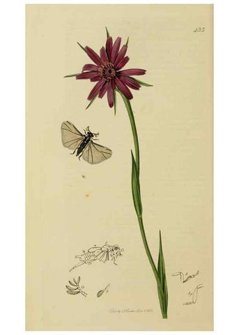 Reproducción/Reproduction 8044234278: British entomology;. London,Printed for the author,1823-40.