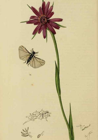 Reproducción/Reproduction 8044234278: British entomology;. London,Printed for the author,1823-40.
