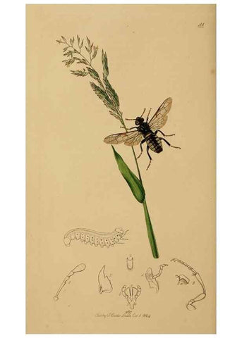 Reproducción/Reproduction 8044224363: British entomology;. London,Printed for the author,1823-40.