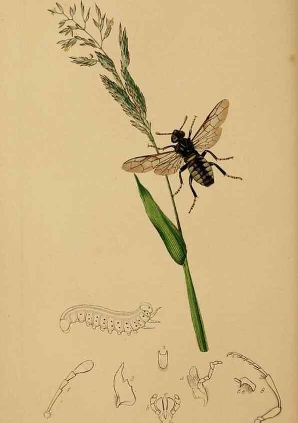 Reproducción/Reproduction 8044224363: British entomology;. London,Printed for the author,1823-40.
