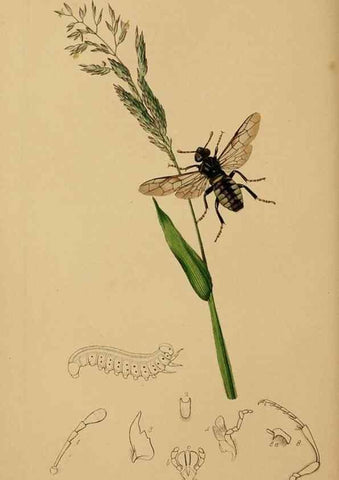 Reproducción/Reproduction 8044224363: British entomology;. London,Printed for the author,1823-40.