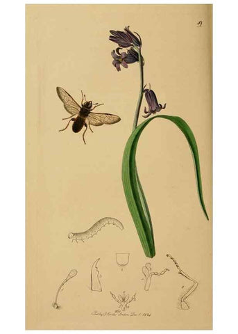 Reproducción/Reproduction 8044225061: British entomology;. London,Printed for the author,1823-40.