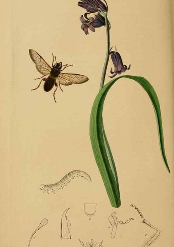 Reproducción/Reproduction 8044225061: British entomology;. London,Printed for the author,1823-40.