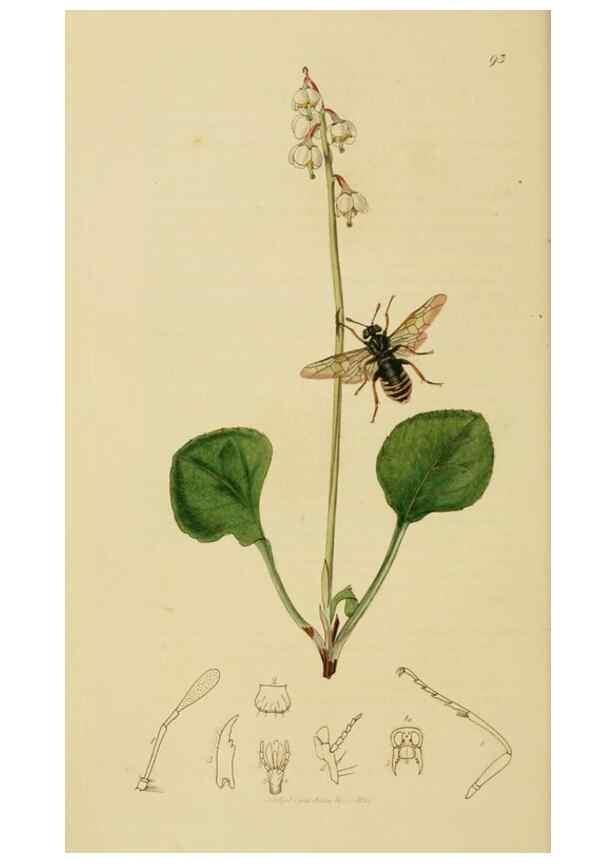 Reproducción/Reproduction 8044225569: British entomology;. London,Printed for the author,1823-40.