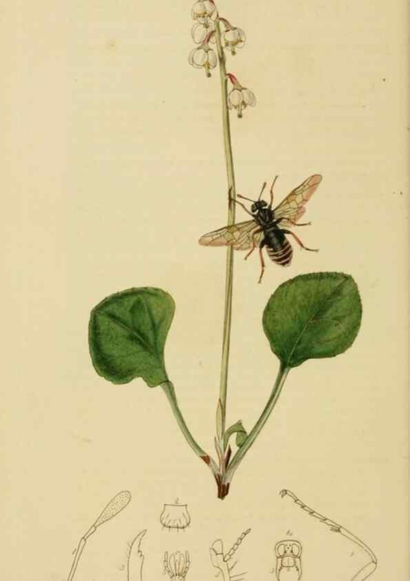 Reproducción/Reproduction 8044225569: British entomology;. London,Printed for the author,1823-40.