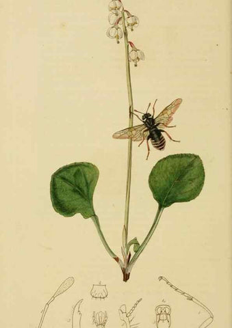 Reproducción/Reproduction 8044225569: British entomology;. London,Printed for the author,1823-40.