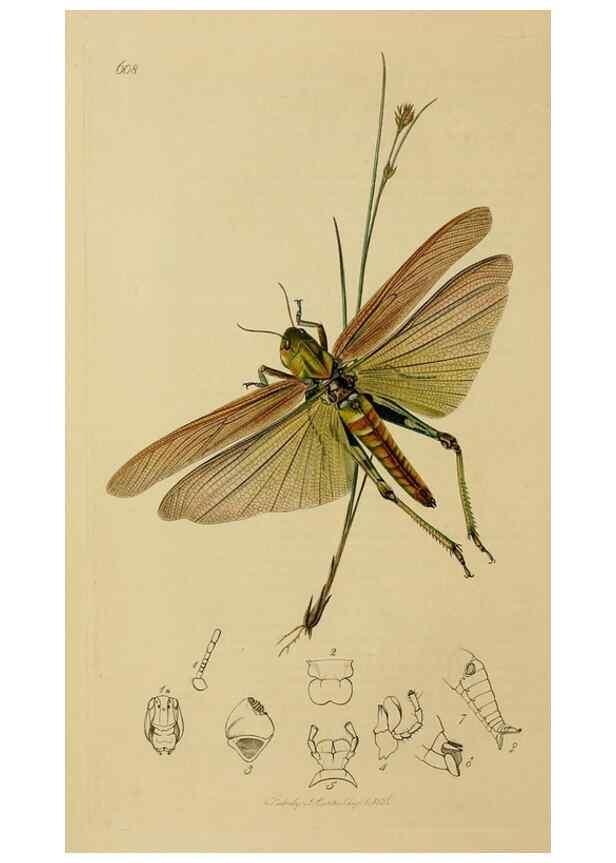 Reproducción/Reproduction 8044221479: British entomology;. London,Printed for the author,1823-40.