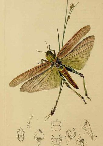 Reproducción/Reproduction 8044221479: British entomology;. London,Printed for the author,1823-40.