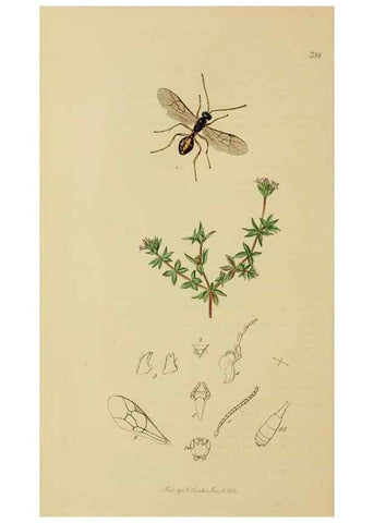 Reproducción/Reproduction 8044250154: British entomology;. London,Printed for the author,1823-40.